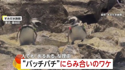 “バッチバチ”にらみ合うペンギン!　“パーソナルスペース”問題で険悪に…「ペンギン2羽分」守りたい?　東京・すみだ水族館