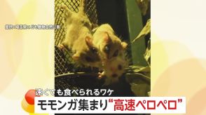 モモンガが蜂蜜水を“高速ペロペロ”　速くても食べられるワケは“ブラシ状の舌”　埼玉・東松山市「埼玉県こども動物自然公園」