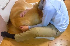 「雷が怖くて甘える秋田犬」　大きな背中を丸めてうずくまる姿に「最高の甘え方」の声