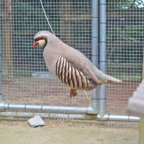 飛ぶ鳥の躍動感がなさすぎ…　イワシャコの羽ばたきが撮れない担当者　過去には見事なシンクロ撮影に成功