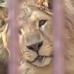 さよなら「チャーリー」池田動物園のライオン死ぬ　台風の臨時休園から再開の動物園に献花台【岡山】