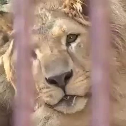 さよなら「チャーリー」池田動物園のライオン死ぬ　台風の臨時休園から再開の動物園に献花台【岡山】