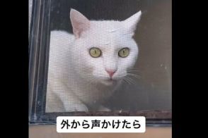 保護から一度も外出してない元野良猫が「ママが外にいる」と気がつくと…？健気すぎる行動に「嬉しいね」