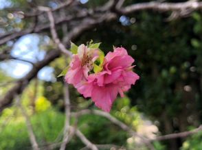 「こんなに暑いのに不思議だね」　季節外れの桜咲く　沖縄・今帰仁村