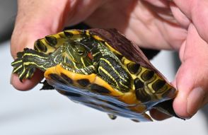 シジミ殻ごと食べる、生態系へ影響「増やすなキケン」　アカミミガメ捕獲作戦　松江市の河川