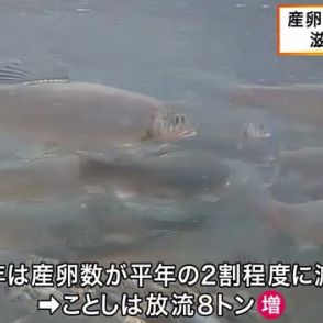 産卵期の「アユ放流」始まる　琵琶湖での漁獲量回復目指し　滋賀・高島市