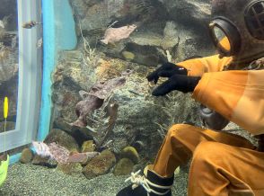 岩手の水族館で摩訶不思議な「南部ダイバーの一夜干し」が目撃される→実は120年をこえる歴史を持つ潜水技術について話を聞いてみた