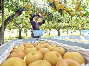 実り大玉、甘み上々「豊水」　福島でナシの収穫スタート