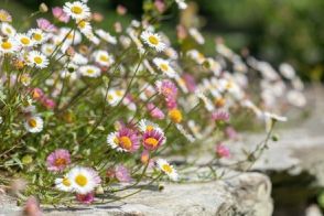 こぼれ種で毎年カワイイ花咲く《ナチュラル系多年草3選》ただし安易な庭植えは要注意！