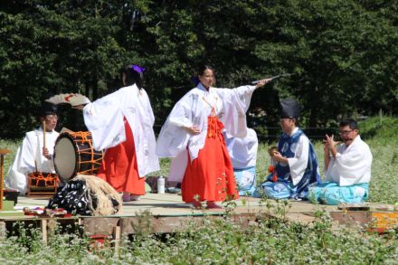 豊穣祝し「ようそろー」　そば畑で松前神楽奏上　北海道福島町