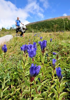 揺れるリンドウ秋告げる　スカイラインの浄土平湿原で高山植物が見頃　福島市