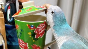 「無駄ですよね…」蓋を開ける賢いインコに飼い主が“敗北感”…可愛いからイタズラもOK?普段の様子を聞いた