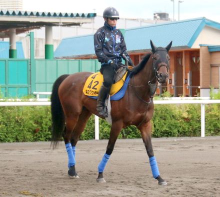 【セントウルＳ・松末の特注馬】キミワクイーンの末脚は中京コースで生きる　出来は高いレベルで安定