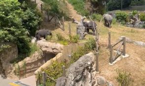 動物園の子ゾウ脱走、福岡市長「動画見て知った」　園から報告なく