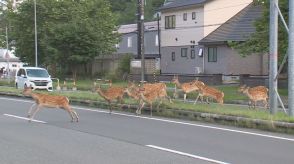 「大変危機的な状況」北海道でシカ増加　２０２２年度のシカによる農業被害が過去最大のおよそ４８億円に