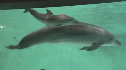 早くも人気者の予感？　イルカの赤ちゃん　一般公開始まる　おたる水族館