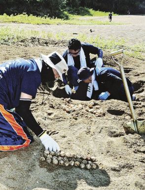 ウミガメふ化率を調査　ライオン社員が協力、和歌山県みなべ町千里の浜