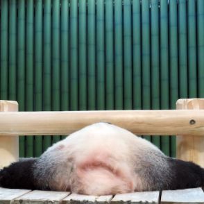 動物園のパンダ、寝相がまさかの「富士山」に…「これはおめでたい」と大反響！