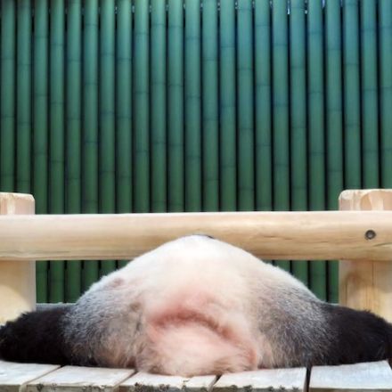 動物園のパンダ、寝相がまさかの「富士山」に…「これはおめでたい」と大反響！