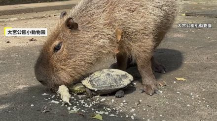 なぜ?カピバラVSクサガメのエサ争奪戦　共存する自然環境の再現目指し　さいたま