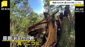 樹齢3000年の屋久杉が真っ二つに…「台風10号」各地で爪痕　熱帯低気圧になっても関東・東北で大雨【news23】