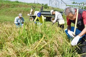 国分寺種赤米を初収穫  昔ながらの「穂刈り」体験  下條村の杉田さん【長野県】