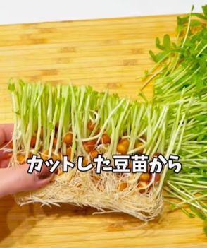 食べた後の豆苗を4ヵ月育てたら…まさかの変貌ぶりに253万再生「知らなかった！」「まるで出世魚のよう」「こんな立派になるなんて」