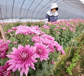 近づく重陽、色づく菊花　寒河江で「紅もって」収穫始まる