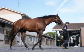 【産経賞セントウルS】1200メートル初挑戦のダノンスコーピオン　福永師「スプリンターっぽくなってきた」