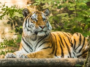 オーストラリア動物園でトラが女性飼育係を襲う…「けがをして治療中」