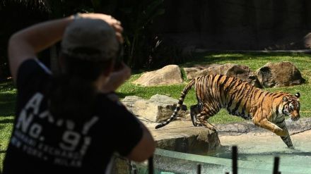 人気テーマパークの飼育員、トラに襲われ重傷　オーストラリア