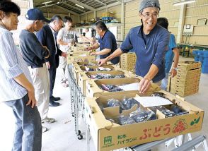 「山清路巨峰」の出荷始まる　長野県生坂村の草尾ぶどう集荷所開所