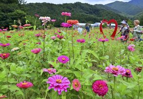 ジニア、不変の彩り　カラフルな暖色系、福島・猪苗代ハーブ園で見頃