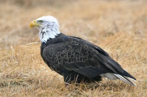 けがをしていたと思われたハクトウワシ。飛べない理由が斜め上をいっていた（アメリカ）