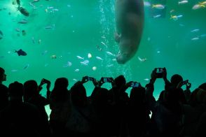 三重県・鳥羽水族館　飼育動物数は国内ナンバーワン。世界的に希少なジュゴンや「郵便ポストのラッコ」などで来館者を魅了