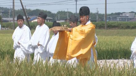 稲刈りの始まりを告げる神事『抜穂祭』収穫された米は10/15からの神嘗祭などで供えられる 三重県伊勢市