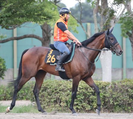 【京成杯ＡＨ】キャットファイトはソフト調整で重賞初Ｖ狙う　上原博調教師「精神的に大人になった」