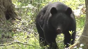 くくり罠に掛かったクマを放そうとして…64歳の有害鳥獣駆除員が膝を噛まれ軽いけが