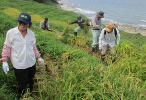 能登に秋の訪れ　被災した農業遺産の千枚田で稲刈り始まる