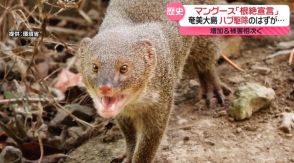 奄美大島で「マングース根絶宣言」　“捕獲のプロ集団”努力実り…