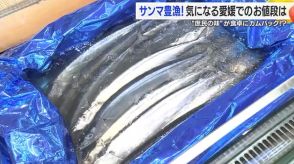 秋の味覚「サンマ」今年は豊漁！愛媛の価格は？松山の鮮魚店「去年の半分以下」【愛媛】