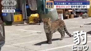 野生のヒョウ 街中を練り歩く “スマホ構え”追いかける住民　中国・四川省