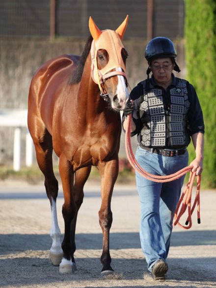 【注目馬動向】ナミュールは今秋、連覇がかかるマイルＣＳが目標