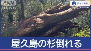 “樹齢3000年”屋久島の弥生杉 台風で倒れていた…世界遺産に何が