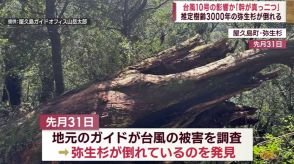 台風10号の影響で弥生杉倒れる　余波はJRにも　鹿児島県