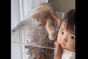 猫のしっぽが動くのを見た1歳児　連想して歌い始めた「童謡」が可愛すぎた「猫も唄に合わせて尻尾を…」