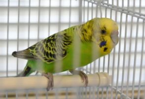 4月から3度目… 警察署にインコの「落とし物」　人慣れした様子「早く飼い主出てきて」