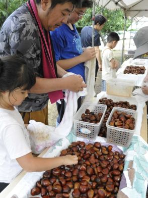 「実りの秋」親子連れら夢中で栗拾い　中津川の観光栗園「マロンパーク」今季営業始まる