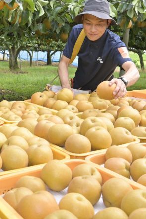 みずみずしく、ナシ収穫　茨城・筑西