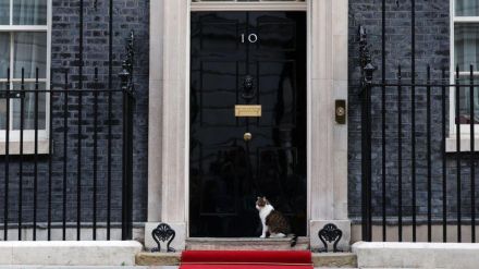 シベリア猫、英首相官邸の一員に　スターマー氏が迎え入れる